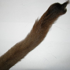 ����� ������� ���������� / brown